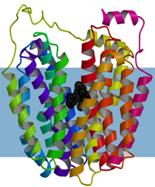 Structure and mechanism of the lactose permease of Escherichia coli.