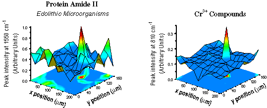 protein amide II and Cr3+ concentrations